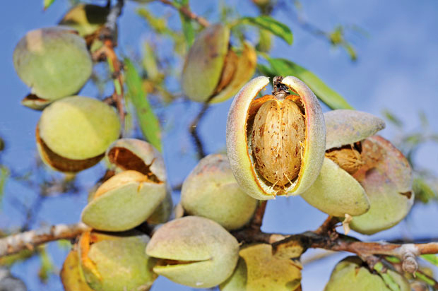 Бадем на окућници